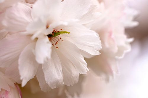 Frühlingsblüte. von Alie Ekkelenkamp