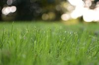 Grass