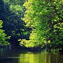 BERLIN Tiergarten - magical forest by Bernd Hoyen thumbnail