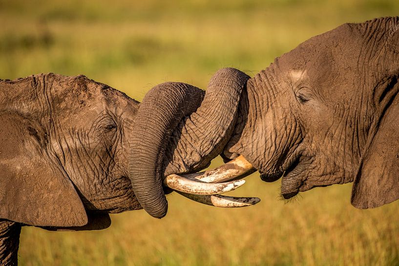 Elefantenkampf von Peter Michel
