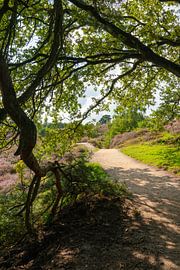 Footpath through flowering heathland
