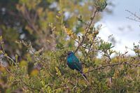 Glanzende starling in Zuid-Afrika