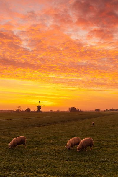 The Weteringen mill before and after sunrise by Rob Saly