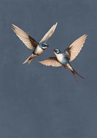 Love is swallow