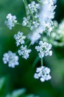 Fluitekruid, botanische kunst