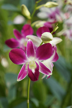 Dendrobium Sonia-Orchidee