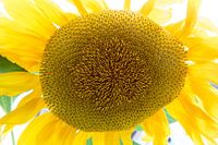 Herfst met zonnebloem