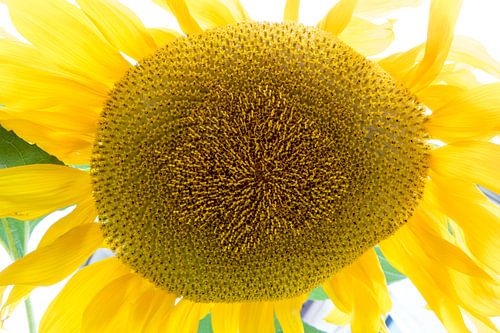 Herfst met zonnebloem van Roelof Foppen