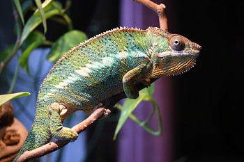 Chamäleon Erich
