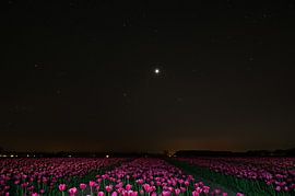 Tulip field under the stars by LukeTigch
