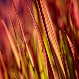 Gras von Rob Boon