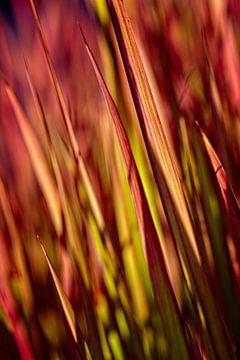 L'herbe sur Rob Boon