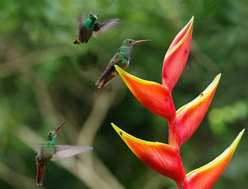 Attack! Kolibries op Heliconia van Romuald van Velde