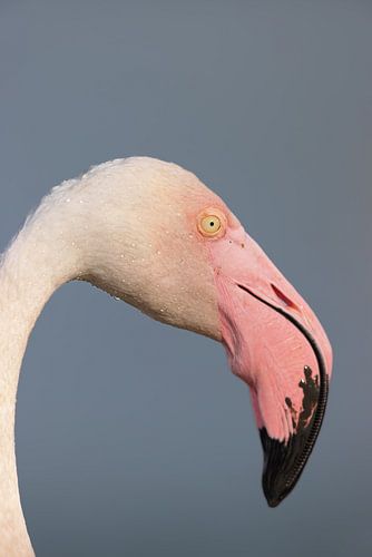 Pink flamingo (Phoenicopterus roseus) by Dirk Rüter