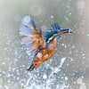 Kingfisher - Kingfisher emerges from the water with a fish just caught by Kingfisher.photo - Corné van Oosterhout