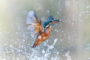 Eisvogel - Eisvogel taucht mit einem gerade gefangenen Fisch aus dem Wasser auf