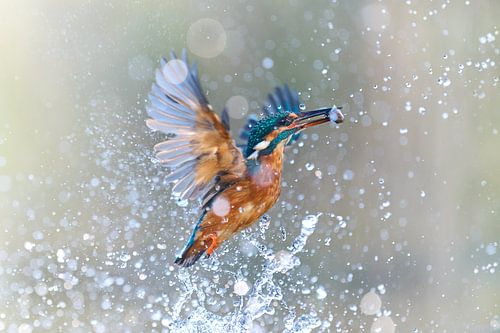 Eisvogel - Eisvogel taucht mit einem gerade gefangenen Fisch aus dem Wasser auf