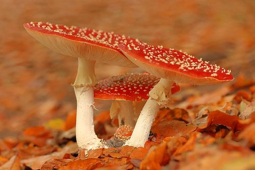 Enchanting fly agarics