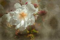 Kirschblüte im Garten