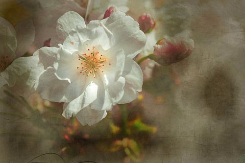 Cherry blossom in the garden