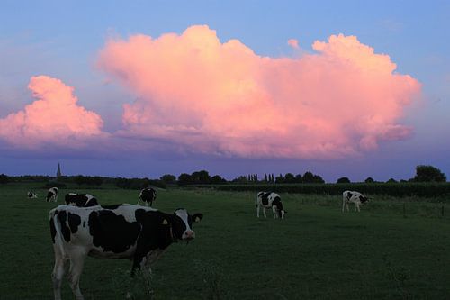 Koeien bij zonsondergang