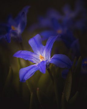 Blaue Blume von Sandra Hazes