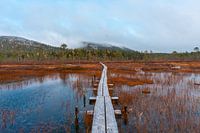 Flood by marshland