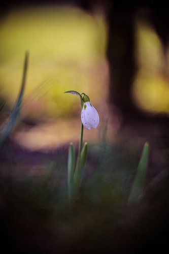 sneeuwklokje in knop in avondlicht