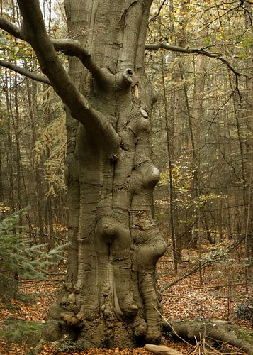 Een bijzondere knuffel boom