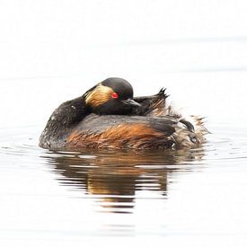 Sébastien Colas photo de profil