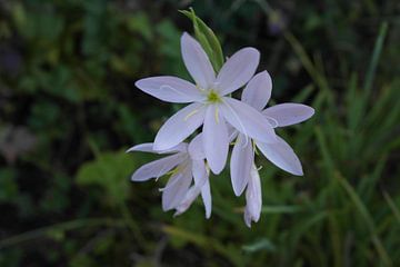 Witte bloem van Sheeba George