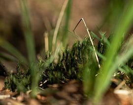 Mystérieux paysages de mousse
