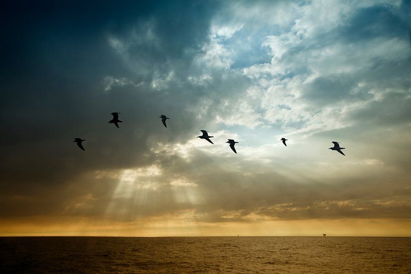 Flying like a seagull by Esther Hereijgers