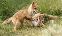 Twee jonge vosjes aan het spelen van Menno Schaefer thumbnail