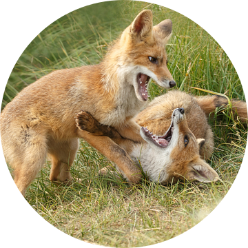 Twee jonge vosjes aan het spelen van Menno Schaefer