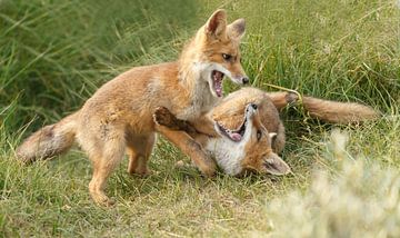 Twee jonge vosjes aan het spelen