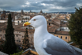 Seagul Rome