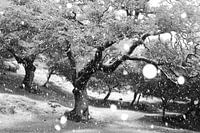 Snowing