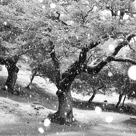 Snowing by Andres Miguel Dominguez