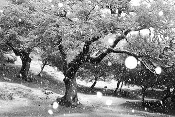 Snowing by Andres Miguel Dominguez