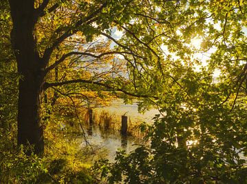 Abendsonne über der Weide