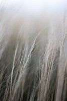 Verträumtes, raschelndes Gras | Stillleben Naturfotografie