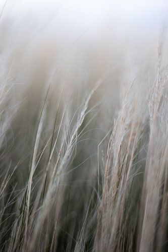Zacht, dromerig, ruisend gras | close up stilleven natuur fotografie