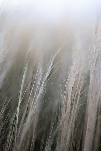 Verträumtes, raschelndes Gras | Stillleben Naturfotografie von Suzanne Rotteveel