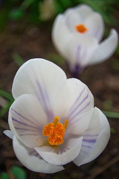 White crocuses