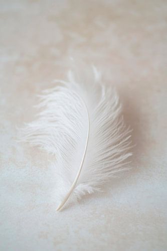 Delicate witte veer op een lichtgekleurde achtergrond