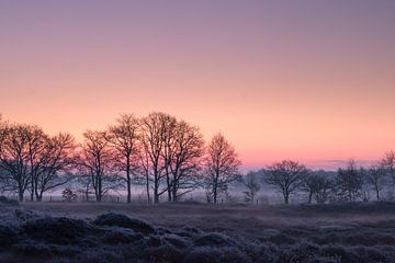 Zonsopkomst Gasterseduinen van Alex Dallinga