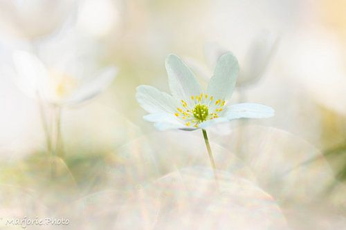 Wood anemone