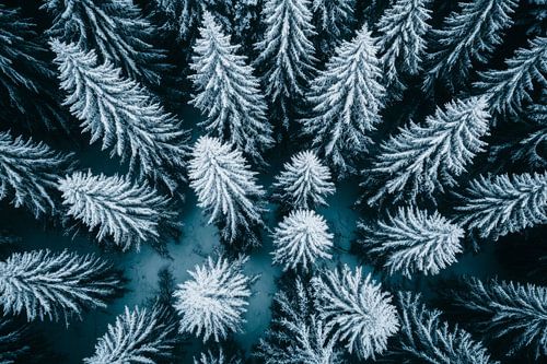 Winterwald Duft