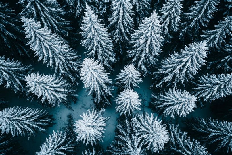 Parfum de forêt d'hiver par Poster Art Shop